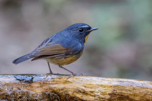 Snowy-browed Flycatcher (Ficedula hyperythra) (4)