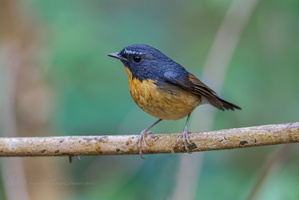 Snowy-browed Flycatcher (Ficedula hyperythra) (6)