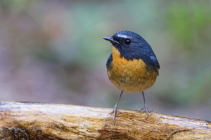 Snowy-browed Flycatcher (Ficedula hyperythra) (7)
