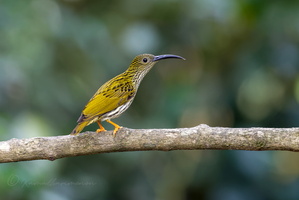 Streaked Spiderhunter (Arachnothera magna) (1)