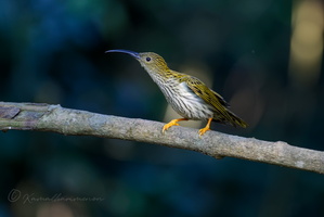 Streaked Spiderhunter (Arachnothera magna) (4)