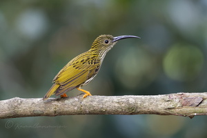 Streaked Spiderhunter (Arachnothera magna) (5)