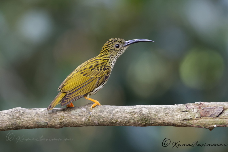 Streaked Spiderhunter (Arachnothera magna) (5).jpg