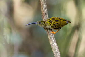Streaked Spiderhunter (Arachnothera magna) (6)