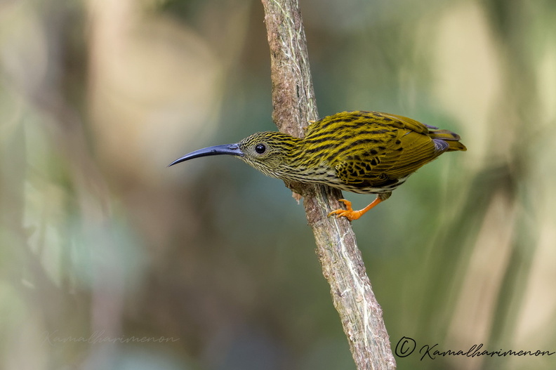 Streaked Spiderhunter (Arachnothera magna) (6).jpg
