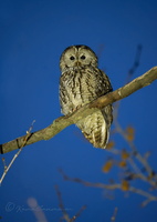 Tawny Owl (Strix aluco) (2)