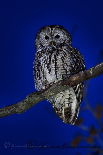 Tawny Owl (Strix aluco) (3).jpg
