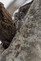 Tawny Owl (Strix aluco) (5)