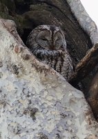 Tawny Owl (Strix aluco) (6)
