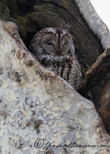 Tawny Owl (Strix aluco) (6).jpg