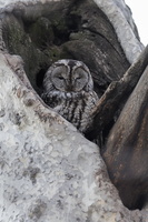 Tawny Owl (Strix aluco) (7)