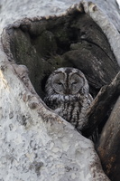 Tawny Owl (Strix aluco) (8)