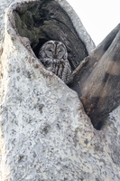 Tawny Owl (Strix aluco) (9)