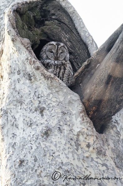 Tawny Owl (Strix aluco) (9).jpg