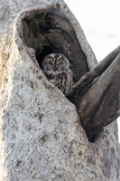 Tawny Owl (Strix aluco) (11)