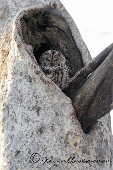 Tawny Owl (Strix aluco) (11).jpg