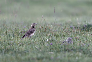 Tibetan lark (Melanocorypha maxima)  (1)