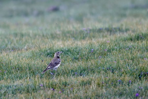 Tibetan lark (Melanocorypha maxima)  (2)