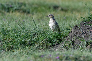 Tibetan lark (Melanocorypha maxima)  (3)