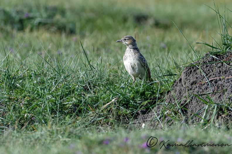 Tibetan lark (Melanocorypha maxima)  (3).jpg