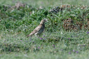 Tibetan lark (Melanocorypha maxima)  (4)
