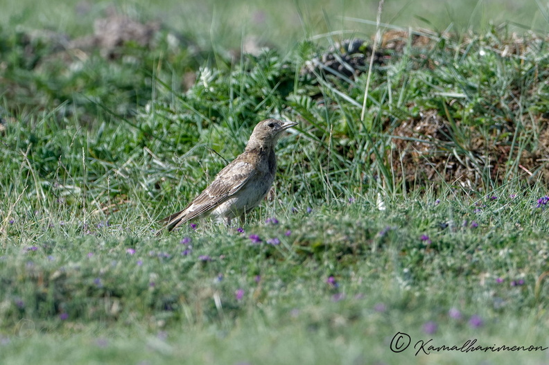 Tibetan lark (Melanocorypha maxima)  (4).jpg