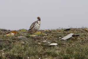 Tibetan Snowcock (Tetraogallus tibetanus) (1)