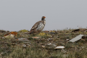 Tibetan Snowcock (Tetraogallus tibetanus) (2)