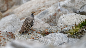 Tibetan snowcock (Tetraogallus tibetanus) 01 (1)