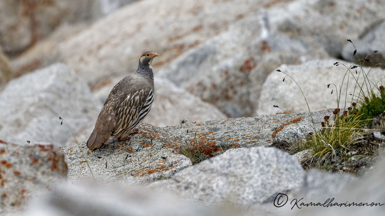 Tibetan snowcock (Tetraogallus tibetanus) 01 (1).jpg