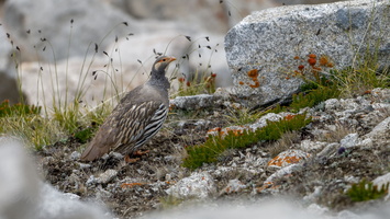 Tibetan snowcock (Tetraogallus tibetanus) 01 (2)