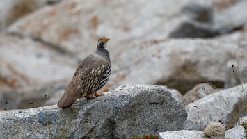 Tibetan snowcock (Tetraogallus tibetanus) 01 (3)