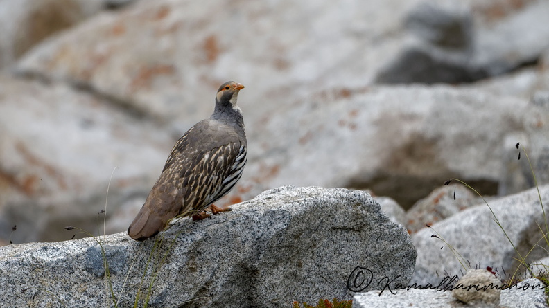Tibetan snowcock (Tetraogallus tibetanus) 01 (3).jpg