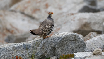 Tibetan snowcock (Tetraogallus tibetanus) 01 (4)