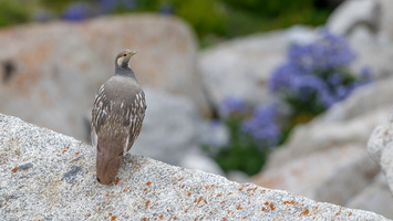Tibetan snowcock (Tetraogallus tibetanus) 01 (5)