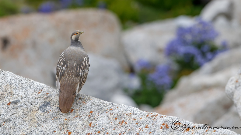 Tibetan snowcock (Tetraogallus tibetanus) 01 (5).jpg