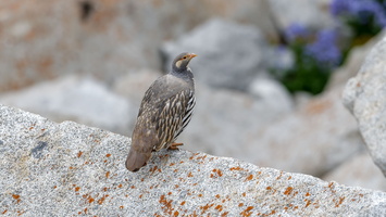 Tibetan snowcock (Tetraogallus tibetanus) 01 (6)