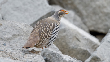 Tibetan snowcock (Tetraogallus tibetanus) 01 (7)