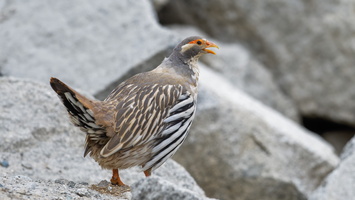 Tibetan snowcock (Tetraogallus tibetanus) 01 (8)