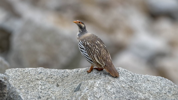 Tibetan snowcock (Tetraogallus tibetanus) 01 (9)