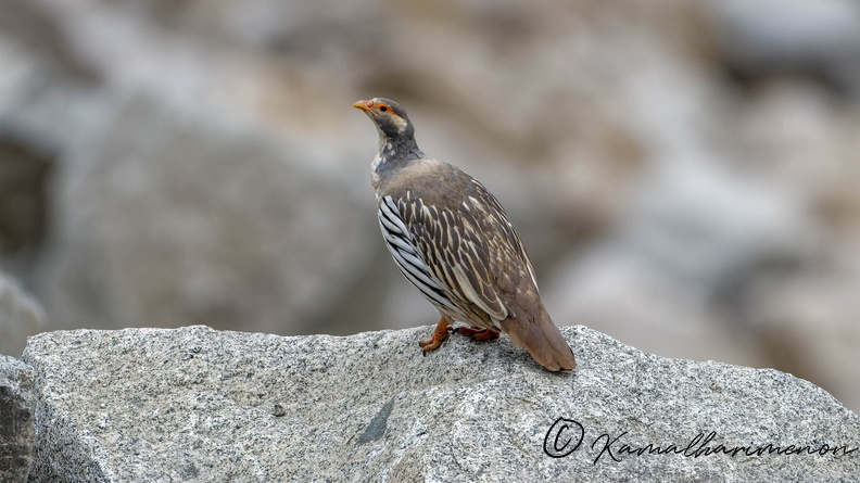 Tibetan snowcock (Tetraogallus tibetanus) 01 (9).jpg