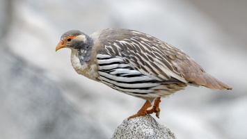 Tibetan snowcock (Tetraogallus tibetanus) 01 (10)