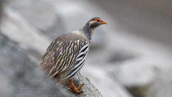 Tibetan snowcock (Tetraogallus tibetanus) 01 (11)