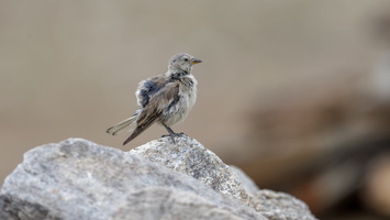 Tibetan Snowfinch (Montifringilla henrici) (1)
