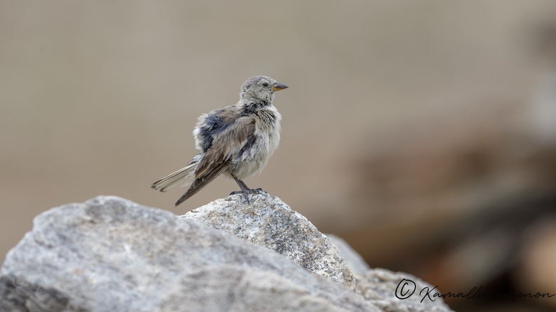 Tibetan Snowfinch (Montifringilla henrici) (1).jpg