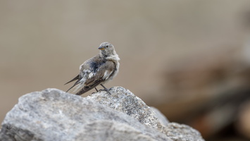 Tibetan Snowfinch (Montifringilla henrici) (2)