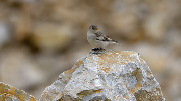 Tibetan Snowfinch (Montifringilla henrici)01