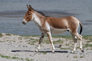Tibetan Wild Ass (1)