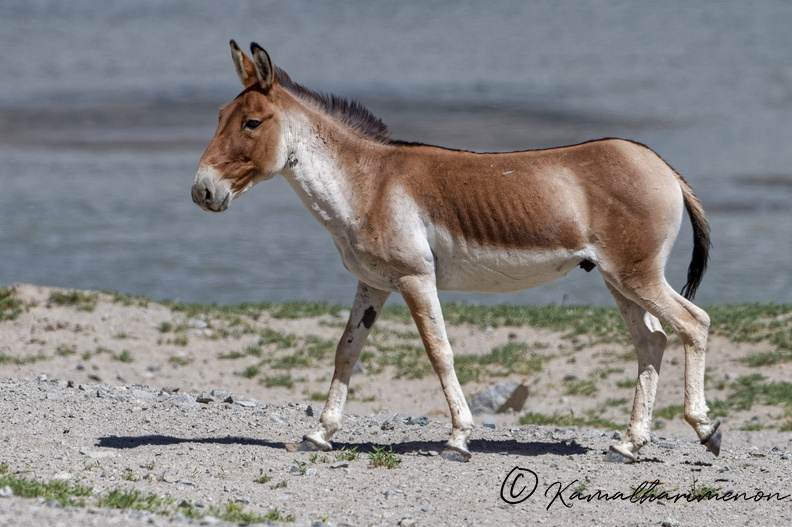 Tibetan Wild Ass (1).jpg