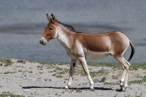 Tibetan Wild Ass (2)